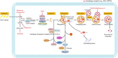 Autophagy in glaucoma pathogenesis: Therapeutic potential and future perspectives